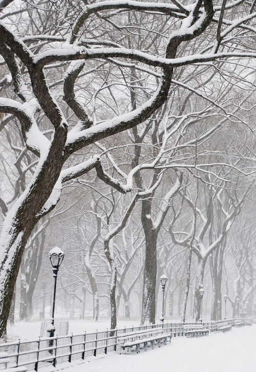 Snowy Day, Central Park, New York City