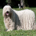 Komondor dog