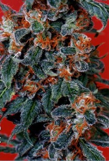 indica
