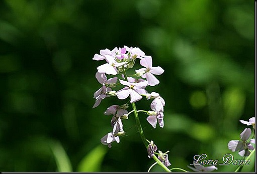 CCMP_Phlox2_DamesRockets_SM