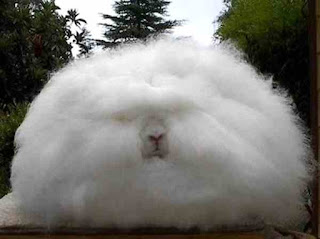 Fluffy rabbit