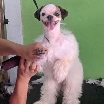 Cursed Dog Pictures
