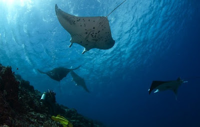 Ikan pari di Waigeo Raja Ampat dan keindahannya 