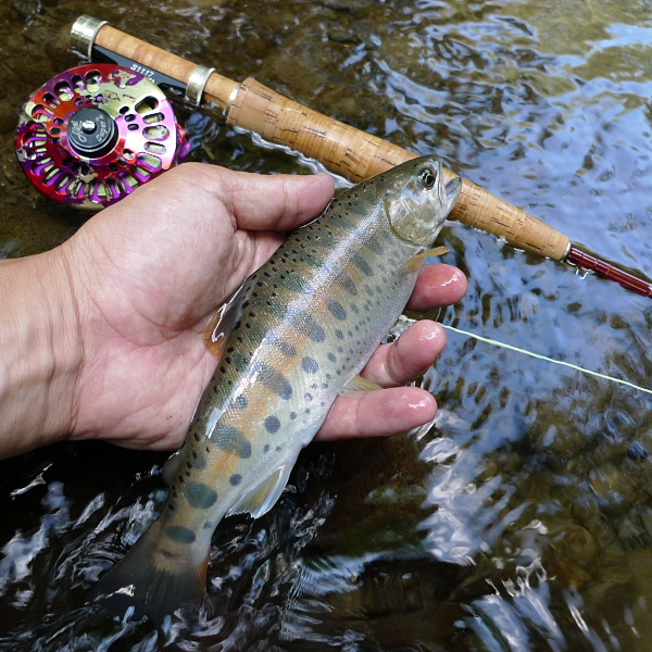 P1130466.jpg