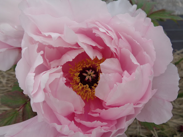 燕趙園の牡丹の花