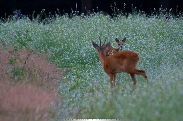 Reegeit en Reebok kijken nieuwsgierig naar Haas - Roe buck and doe curiously looking at Hare at Hare 