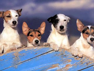 Jack Russell Wallpapers