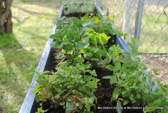 Spring Garden Planting 2020 at Miz Helen's Country Cottage