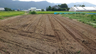 【20190819】片付けが完了したズッキーニ