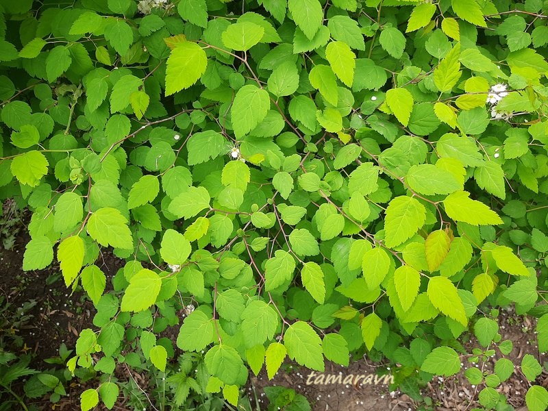 Спирея уссурийская / Таволга уссурийская (Spiraea ussuriensis)