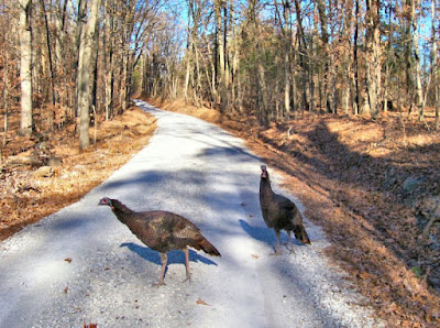 Turkeys on a gravel road