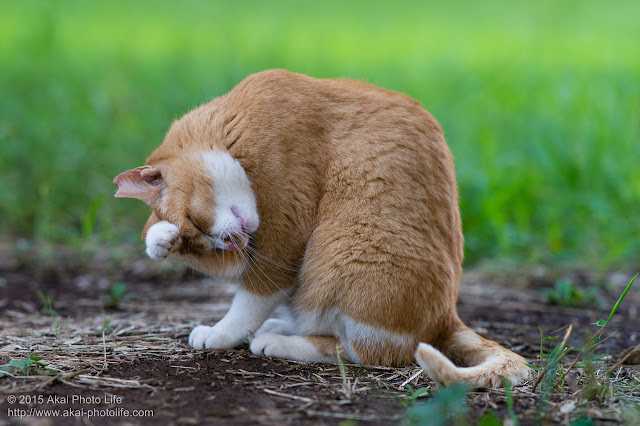 毛繕いしている茶トラの野良猫