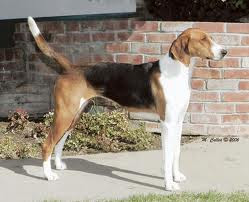 American Foxhound Breed Information