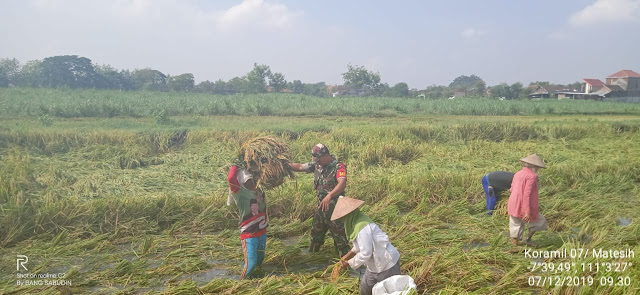 KodimKaranganyar - Babinsa Berupaya Keras Galakkan Ketahanan Pangan