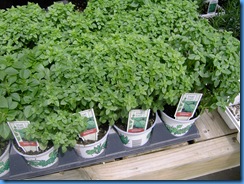 basil 006
