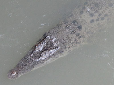 Estuarine Crocodile (Crocodylus porosus)