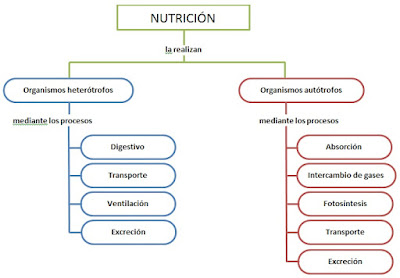 Esquema de Nutrición