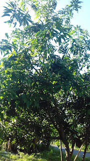 pohon mangga