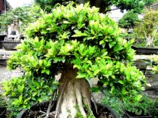 Cara Membuat Bonsai Dari Pohon Beringin