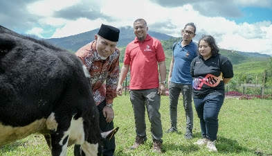 Gubernur Sumbar Berikan Nama si "Guntal" Pada Anak Sapi Hasil Inovasi Tersebut
