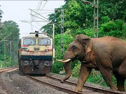 कोटद्वार : नई ट्रेन की चपेट में आया हाथी, हुई मौत