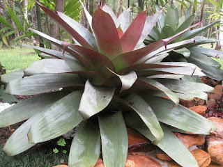 Jual Pohon Bromelia | Pohon Bromelia Giant | Bromelia | Bromelia Ungu | Bromel | Bromelia | Aneka Bromelia | geraitanaman.blogspot.com