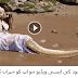 Watch a dangerous mermaid on a sea coast