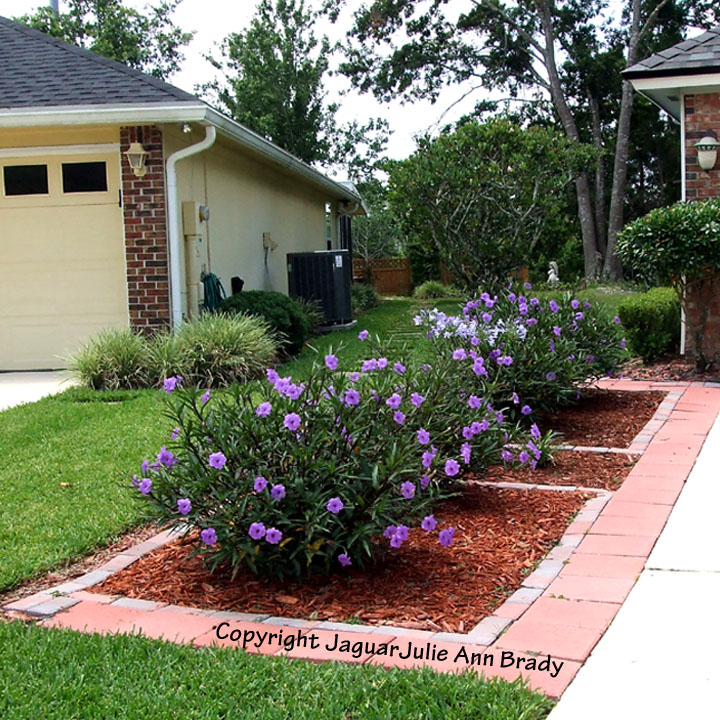 Julie Ann Brady : Blog On: Mexican Petunia Garden : Purple ...