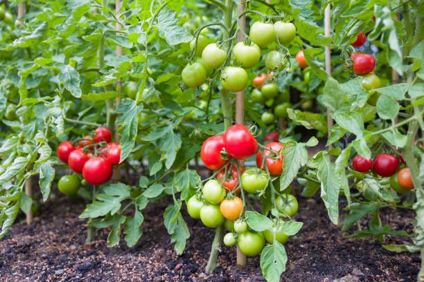 Plant tomatoes