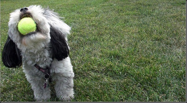 Cachorros e bolas de tênis (14)