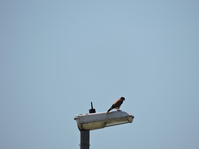 A kestrel sat on the top of a lamp post