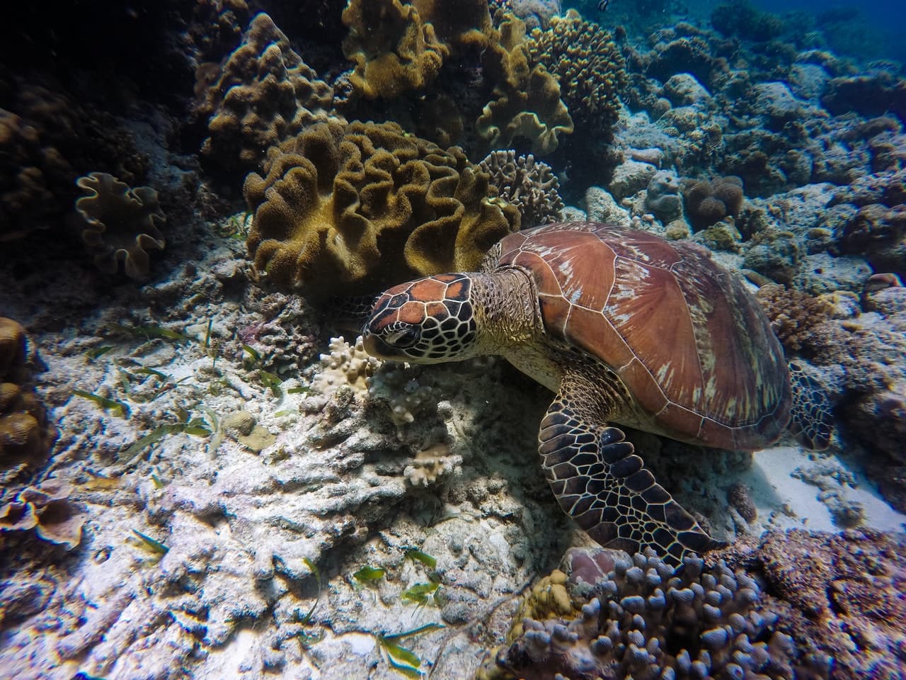 aprende ingles partes animales tortuga marina arrecife