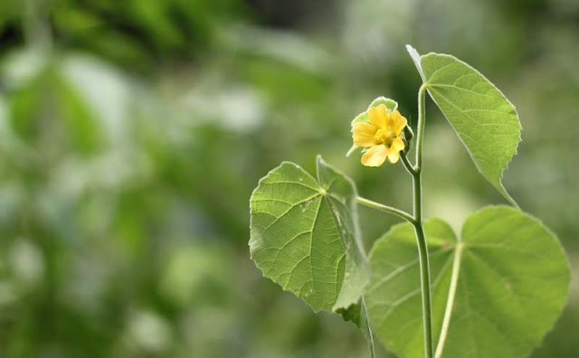 Indian Mallow Flowers