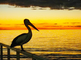 SUNSET WITH PELICAN