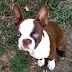 Red Boston Terrier Puppies with Blue Eyes