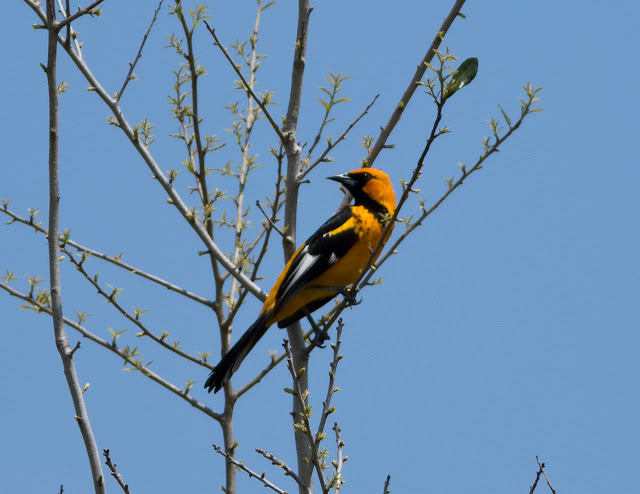 Spot-breasted Oriole - Markham Park, Florida