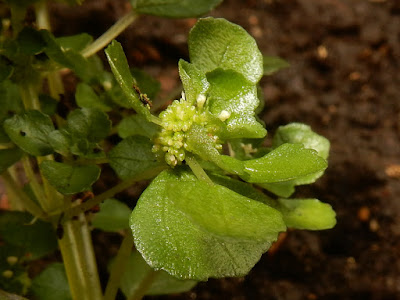 齒葉矮冷水麻的花序