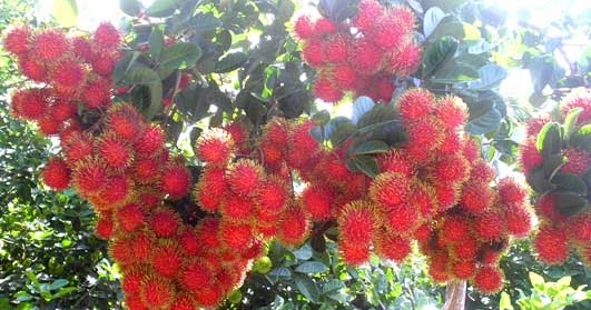 Manfaat Buah Rambutan si rambut  merah bagi Kesehatan 