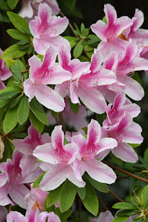 Azaléia - Rhododendron simsii