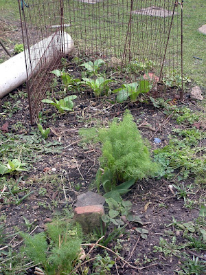 Two small fennel plants growing in mostly bare ground with some wire surrounding some small pak choy plants behind