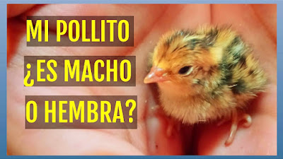 Cómo saber si un pollito es macho o hembra