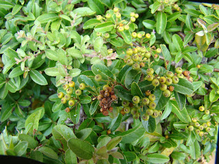 Espino de fuego o piracanta (Pyracantha coccinea M.Roem.).