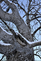 albero uyuni canzone song recensione