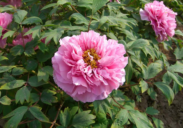 Peony Flowers Pictures