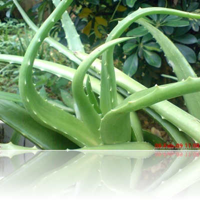 lidah-buaya-2642