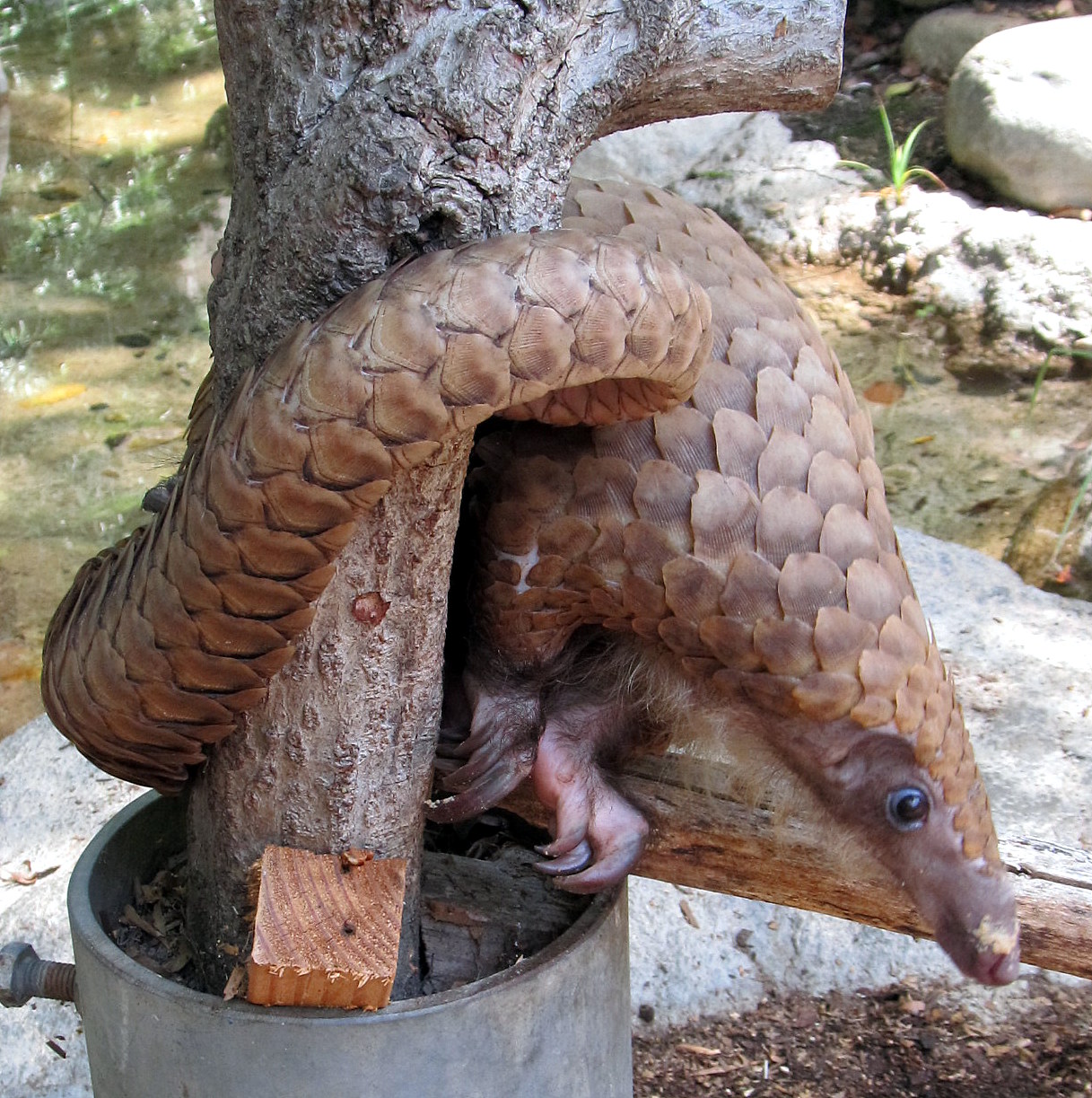 Life with Dylan: Endangered Species Monday - Pangolin