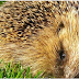 NO 27 : Species explorer;-Hedgehog -Erinaceus europaeus (TRENGGILING)