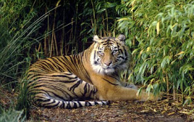 gambar_harimau_3