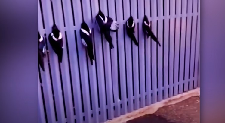 these magpies all got their heads stuck in a fence and were unable to free themselves