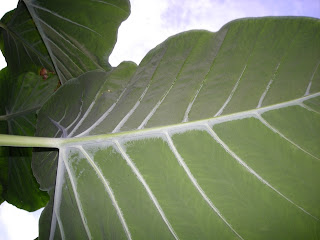 Elephant ears